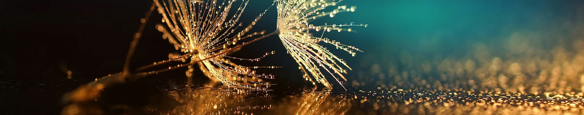 Microscopic view of seeds of dandelion mirror reflection