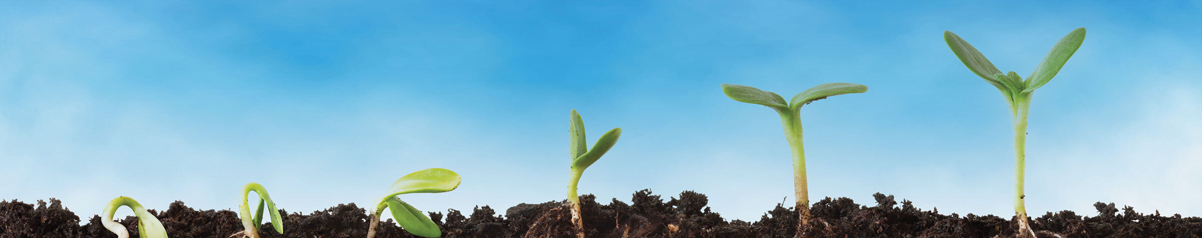Seedling in dirt with growth cycle