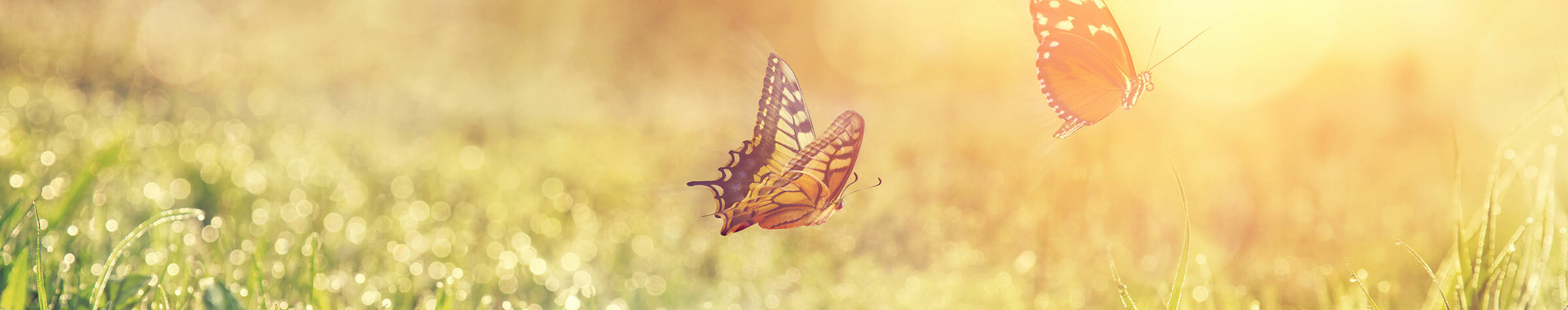 Butterflies in a meadow